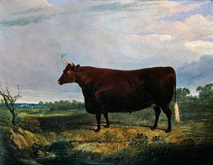 Porträt eines braunen Stiers von John Frederick Herring Senior