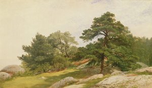 Studie für Bäume an der Beverly-Küste von John Frederick Kensett