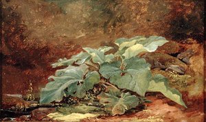 Studie einer Klettenpflanze von John Frederick Kensett