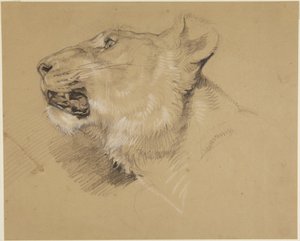 Kopf einer Löwin von John Frederick Lewis