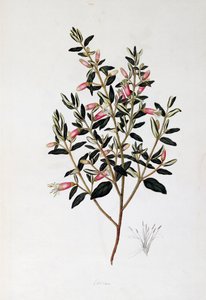 Correa Reflexa, Zeichnung