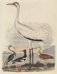Louisiana-Reiher, Austernfischer, Kranich und Langschnabel-Brachvogel von John G. Warnicke after Alexander Wilson