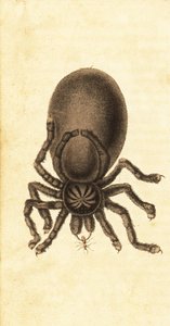Rosa Zehenspinne, Avicularia avicularia