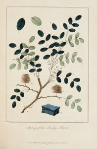 Zweig der Indigo-Pflanze von John Gabriel Stedman