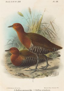 Vögel der Philippinen