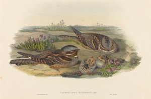 Ziegenmelker (Caprimulgus europaeus) von John Gould and Henry Constantine Richter John Gould and Henry Constantine Richter