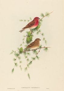 Carpodacus erythrinus Gemeiner Karmingimpel. Schöpfer: John Gould, Henry Constantine Richter