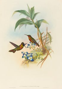 Clytolaema aurescens Banded Ruby oder Goulds Rubin von John Gould and Henry Constantine Richter John Gould and Henry Constantine Richter