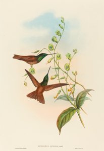 Diphogena aurora Goulds Regenbogen. Schöpfer: John Gould, Henry Constantine Richter von John Gould and Henry Constantine Richter John Gould and Henry Constantine Richter