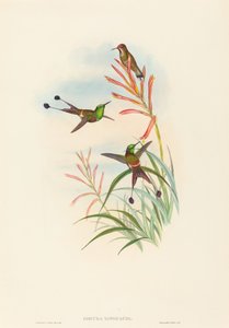 Discura longicauda Racket-Tail von John Gould and Henry Constantine Richter John Gould and Henry Constantine Richter