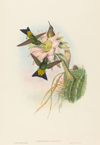 Eriocnemis vestitus Glühender Puff-Leg