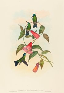 Eucephala smaragdocaerulea Goulds Waldnymphe