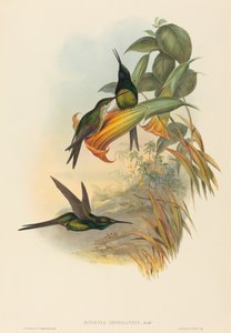 Eugenia imperatrix Kaiserkolibri von John Gould and Henry Constantine Richter John Gould and Henry Constantine Richter