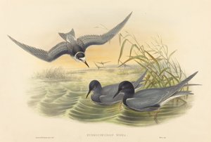 Hydrochelidon nigra. Schöpfer: John Gould, Henry Constantine Richter von John Gould and Henry Constantine Richter John Gould and Henry Constantine Richter