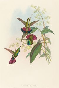 Lampornis prevosti. Schöpfer: John Gould, Henry Constantine Richter