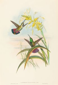 Lampornis veraguensis Veraguan Mango. Schöpfer: John Gould, Henry Constantine Richter von John Gould and Henry Constantine Richter John Gould and Henry Constantine Richter