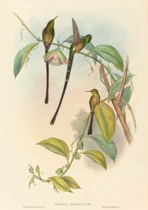Lesbia Amaryllis von John Gould and Henry Constantine Richter John Gould and Henry Constantine Richter