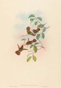 Lophornas reginae Spangled Coquette von John Gould and Henry Constantine Richter John Gould and Henry Constantine Richter