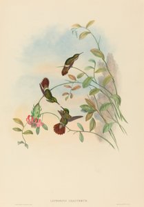 Lophornis chalybeus Festive Coquette