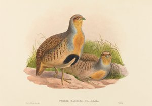 Perdix barbata Daurische Rebhuhn von John Gould and Henry Constantine Richter John Gould and Henry Constantine Richter