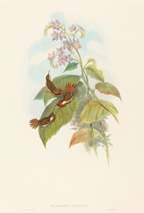 Selashorus scintilla Scintillant Kolibri. Schöpfer: John Gould, Henry Constantine Richter von John Gould and Henry Constantine Richter John Gould and Henry Constantine Richter