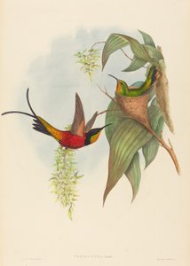 Topaza pyra Fairy Topaz von John Gould and Henry Constantine Richter John Gould and Henry Constantine Richter