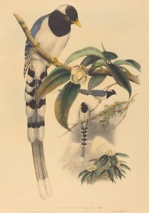 Urocissa cucullata, wahrscheinlich 1850-1883 von John Gould and Henry Constantine Richter John Gould and Henry Constantine Richter