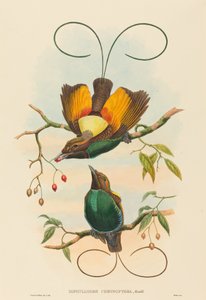 Diphyllodes chrysoptera Prächtiger Paradiesvogel von John Gould, William Matthew Hart