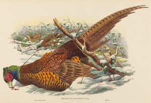 Phasianus colchicus Ringfasan. Schöpfer: John Gould, William Matthew Hart von John Gould, William Matthew Hart