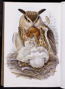 Eine große Eule und Küken, aus "Die Vögel Europas", veröffentlicht 1832-37 von John Gould