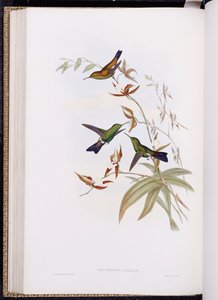 Eine Monographie der Trochilidae oder Familie der Kolibris (1849-61) von John Gould