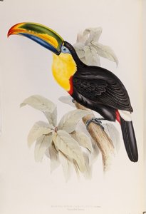 Eine Monographie der Ramphastidae oder Familie der Tukane, Erstausgabe, veröffentlicht 1834