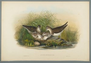 Flussuferläufer von John Gould