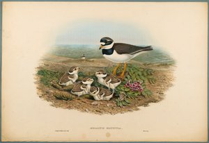 Sandregenpfeifer von John Gould