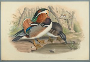 Mandarinente von John Gould