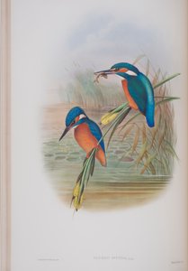 Alcedo Ispida, Tafel aus Die Vögel von Großbritannien von John Gould, veröffentlicht 1862-73