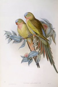 Alexandras Papagei (Polytelis alexandrae), Gravur von John Gould