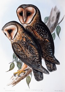 Australische Maskeneule (Strix personata), Lithographie aus Birds of Australia von John Gould