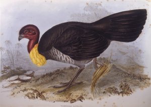 Australischer Buschtruthahn (Alectura lathami), Gravur
