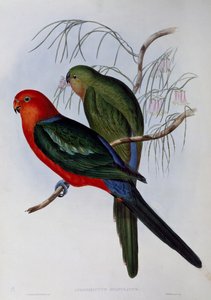 Australischer Königssittich, Gravur von John Gould und Henry Constantine Richter von John Gould