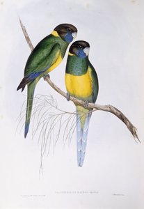 Australischer Ringsittich (Barnardius oder Platycercus zonarius) von John Gould