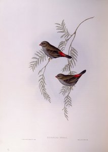 Schöner Feuerflügel (Stagonopleura bella), Gravur von John Gould von John Gould