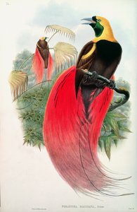 Paradiesvogel, graviert von T. Walter