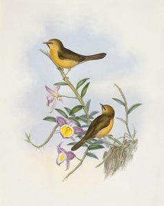 Schwarzkehl-Babbler (Stachyris pyrrhops), Gravur von John Gould