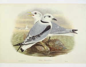 Dreizehenmöwe (Rissa tridactyla), Gravur von John Gould, William Hart, H C Richte von John Gould