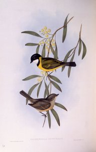Schwarzschwanz-Pfeifer (Pachycephala melanura), Gravur