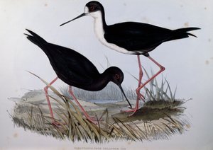 Schwarzer Stelzenläufer (Himantopus novaezelandiae), Gravur aus Birds of Australia von John Gould