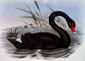 Schwarzer Schwan (Cygnus atratus), Gravur aus Birds of Australia von John Gould