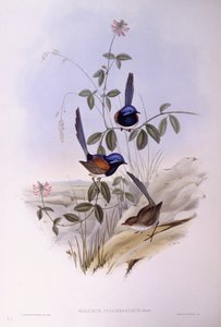 Blaubrust-Fee (Malurus pulcherrimus), Gravur von John Gould von John Gould