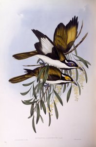 Blaugesicht-Honigfresser, Gravur von John Gould von John Gould